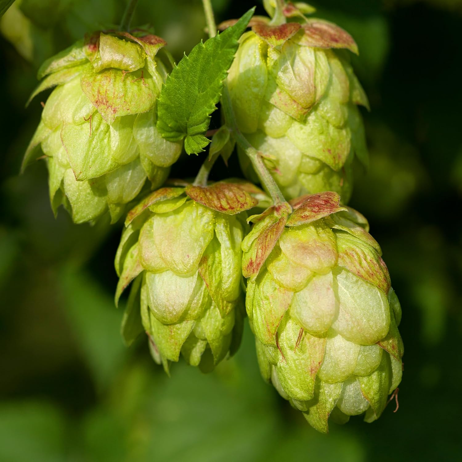 150 Hops Seeds for Planting (Humulus Lupulus) – European Beer Hops, Common Hop Climbing Perennial Vine Heirloom seeds – Ideal Organic Hops for Brewing - Plant in Outdoor Garden, Pots & Trellises