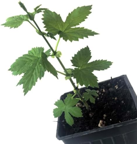 Cascade Hops Plant (Humulus lupulus) in 2.5 inch Pot - Perennial Vine for Beer Making or Tea