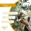 Cirulli Organic Extra Virgin Olive Oil Review: solid everyday Italian oil in big tins